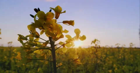 Beautiful Canola Field Stock Footage 49771262