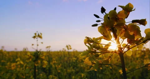 Beautiful Canola Field 스톡 동영상 49771694
