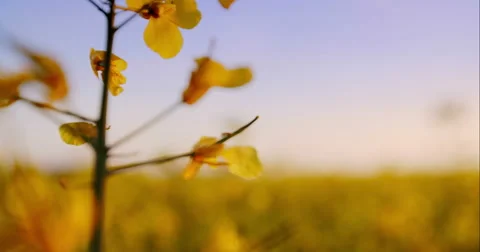 Beautiful Canola Field Stock Footage 49772376