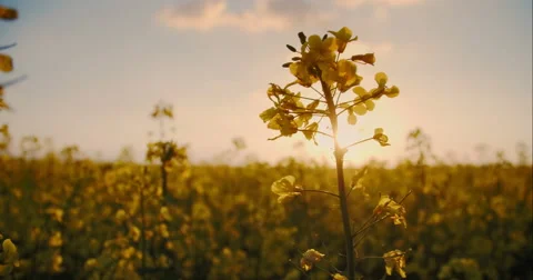 Beautiful Canola Field Stock Footage 49774119