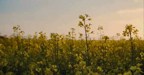Beautiful Canola Field Stock Footage 49774566