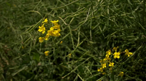 A beautiful canola field  Stock Footage 64770236