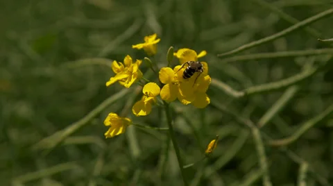 A Beautiful Canola Field  Stock Footage 64770684
