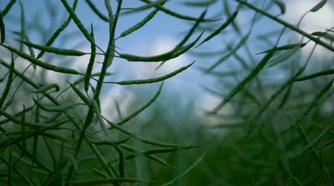 A beautiful canola field  Stock Footage 64771060