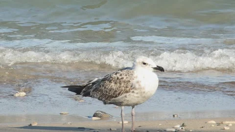 A beautiful capture of a speckled young gull on a rocky and sandy beach, wit Vídeos de archivo 320286247