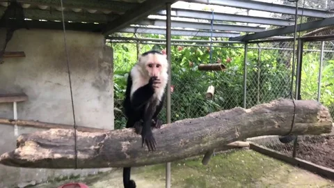Beautiful capuchin monkey sitting on a log hanging in his cage Stock Footage 85231469