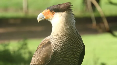 Beautiful Caracara Bird Stock Footage 45282661