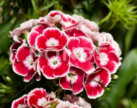 Beautiful carnation or pink flowers Stock Illustration
