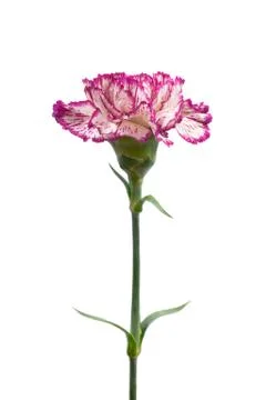 Beautiful carnation. Stock Photos