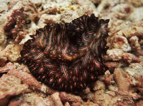 Beautiful carpet flatworm Foto stock