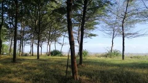 Beautiful Casuarina tree with grass background Stock Footage 297827581
