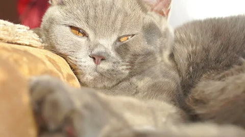 Beautiful cat asleep in the sun on a background of legs with claws 库存影片 45588068