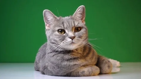 Beautiful cat on a background of chroma key Stock Footage 83604042