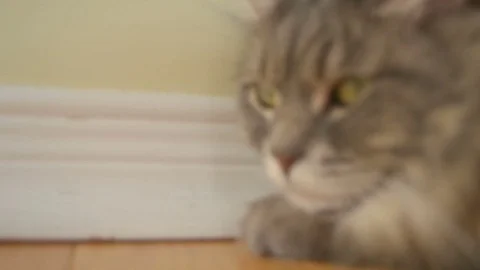 Beautiful cat background Stock Footage 75800758