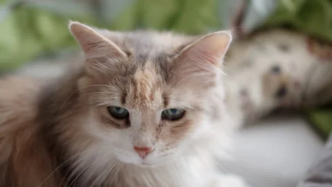 Beautiful Cat On The Bed Closeup Stock-Footage 245929043