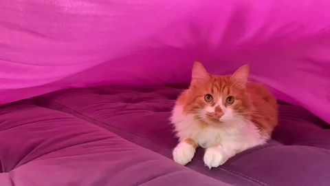 Beautiful cat on the bed Stock Footage 119848035