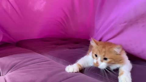 Beautiful cat on the bed Stock Footage 119848073