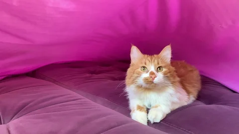 Beautiful cat on the bed Stock Footage 119848089