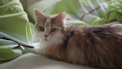 Beautiful Cat On The Bed Stock-Footage 245928830