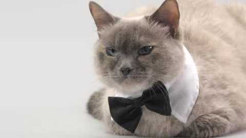 Beautiful cat in a bow tie Video stock 277295102
