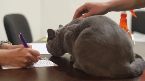 Beautiful Cat is caressed on a modern cat show Stock Footage 87134396