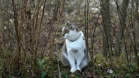 Beautiful cat. The cat sits in the yard and carefully looks around. Stock Footage 98733306