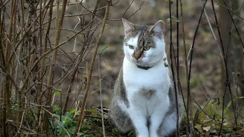 Beautiful cat. The cat sits in the yard and carefully looks around. Video stock 98773553