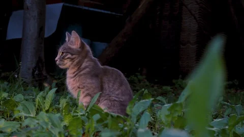 Beautiful cat chilling in the grass  Stock-Footage 86315362