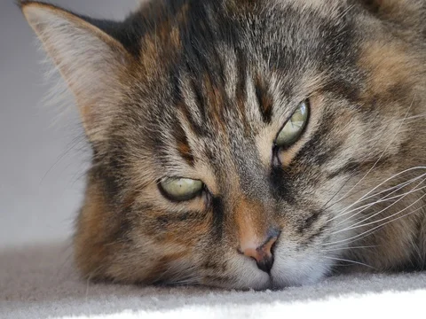 Beautiful Cat Close up of Face Stock Footage 74584613