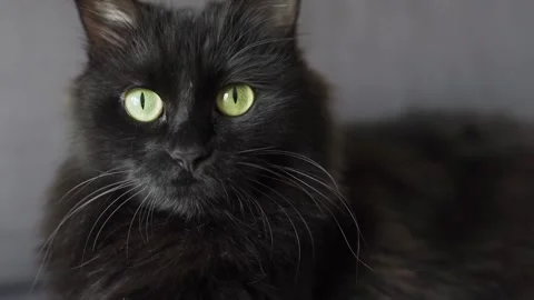 Beautiful Cat Closeup Stock Footage 304064480