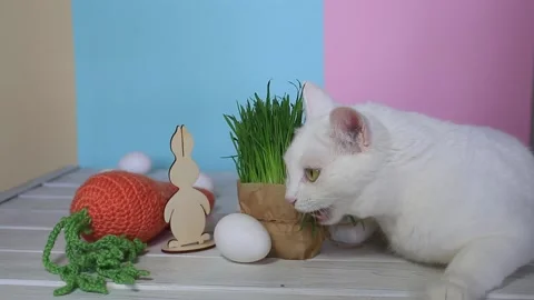 A beautiful cat on a colored background with with Easter decorations Видео 151084620