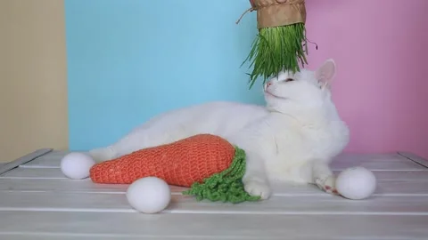 A beautiful cat on a colored background with with Easter decorations Видео 151084622