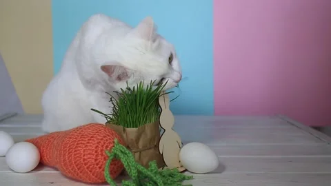 A beautiful cat on a colored background with with Easter decorations Stock Footage 151084623