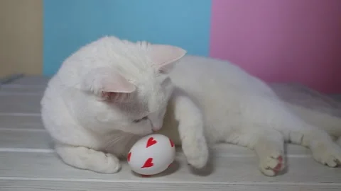 A beautiful cat on a colored background plays with an Easter decorated egg. Stock Footage 151084605