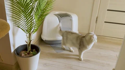 A beautiful cat comes out of the door of a large closed litter box in the room Stock Footage 181573200
