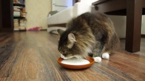 Beautiful  cat drinking milk Stock Footage 76182463