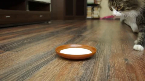Beautiful  cat drinking milk Stock Footage 76182478