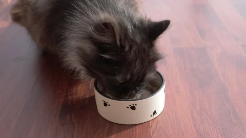 Beautiful cat eats from a bowl. Lovely pet. Stock Footage 148787230