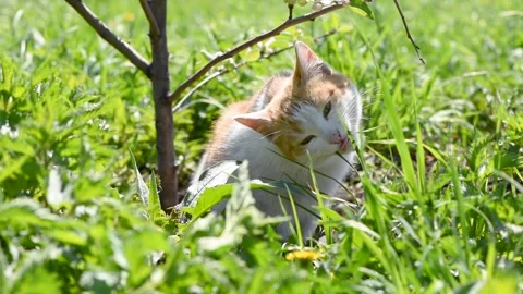 Beautiful cat eats green grass on the lawn in summer Stockbeeldmateriaal 152294658