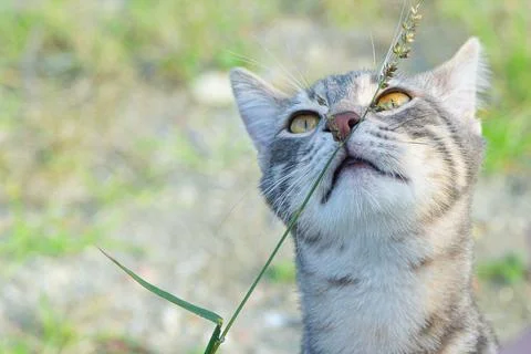 Beautiful Cat Enjoying Nature Stock Photos