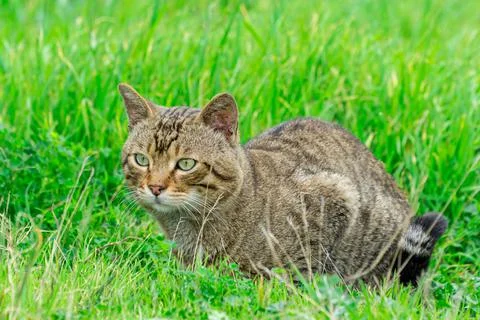 Beautiful Cat Enjoying Nature Stock Photos