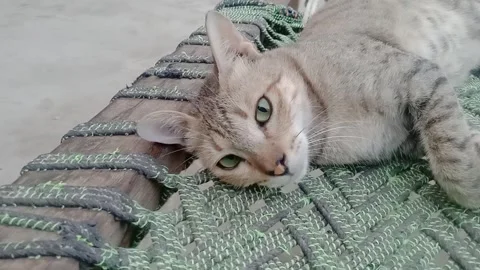 Beautiful cat face looking to the right side Vídeos de archivo 347629168
