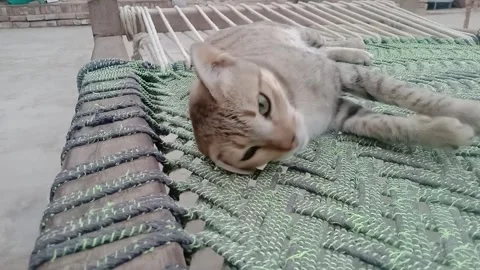 Beautiful cat face with sharp green eyes Stock-Footage 347629175