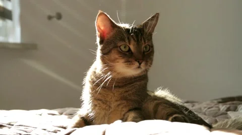 Beautiful cat Video stock 67626001