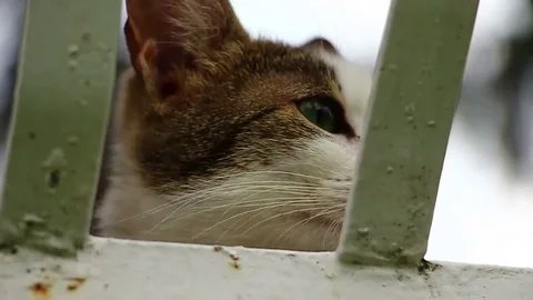 Beautiful cat Stock Footage 76838034