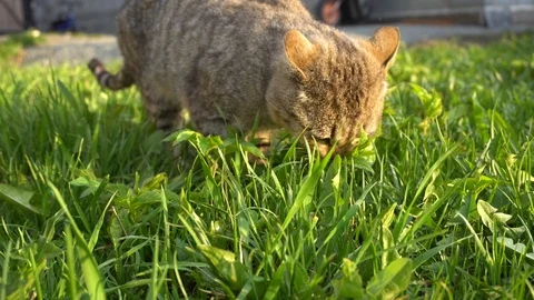 Beautiful cat Video stock 108685341