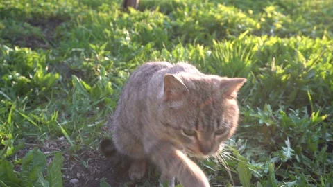 Beautiful cat Stock Footage 108685494