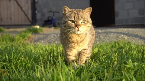 Beautiful cat Stock Footage 108735990