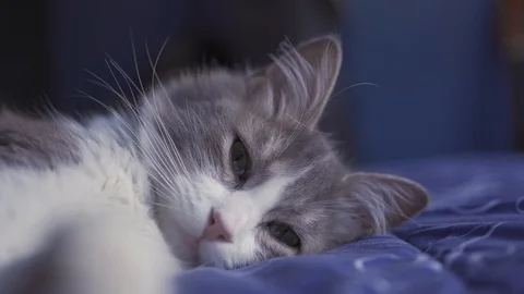 Beautiful cat. Stock Footage 127781685