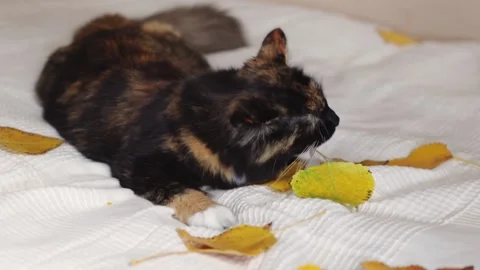 A beautiful cat gnaws on an autumn leaf. Stock Footage 220156017